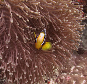 You can never see enough Clown Fish You can never see enough Clown Fish