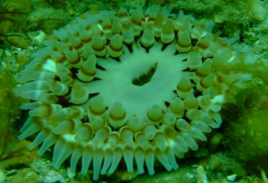 Anenome