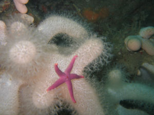 Starfish on soft coral