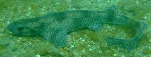 A Catshark or Dogfish, not a plush toy.