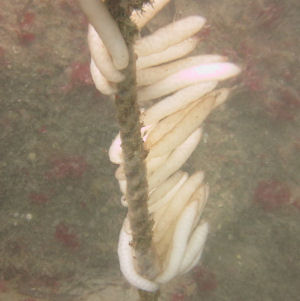 Probably cuttle fish eggs
