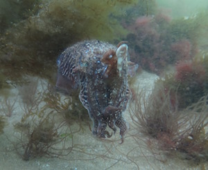 Cuttlefish