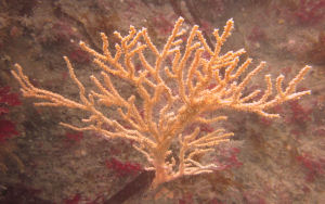 Possible Gorgonian