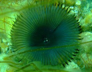 Fan Worm