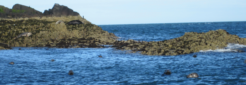 Seals watching us watching them