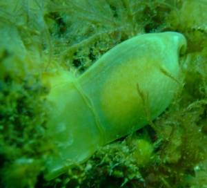 Mermaid's purse