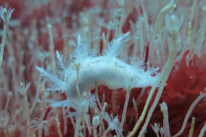 Nudibranch
