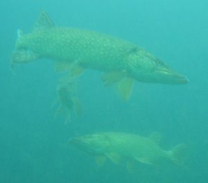 pike