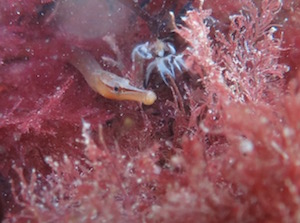 Pipe fish under Swanage Pier