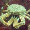 Spider Crab
