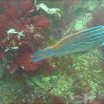 Cuckoo Wrasse