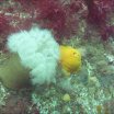 Anenome