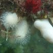 Dead Man's Fingers