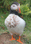 A very grubby puffin on Skomer Island
