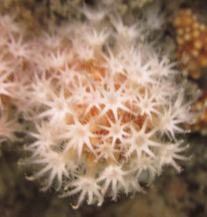 Red Fingers in detail