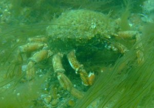 Spider Crab
