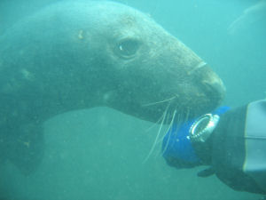 Inquisitive seal Inquisitive seal