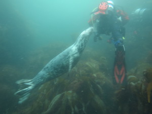 Seal and diver, Isle of Man