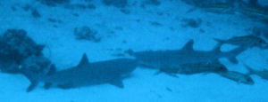 Lemon Sharks in conversation