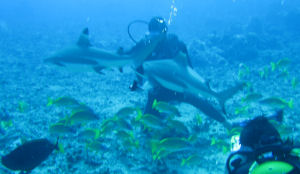 Yellow Jacks and sharks