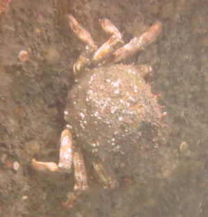 Spider Crab