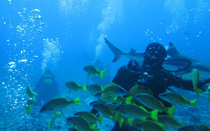 Yellow Jacks and sharks